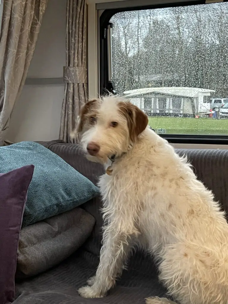 Dog looking back from a window in a caravan