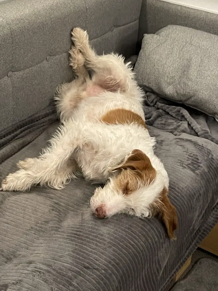 Dog relaxing on a sofa